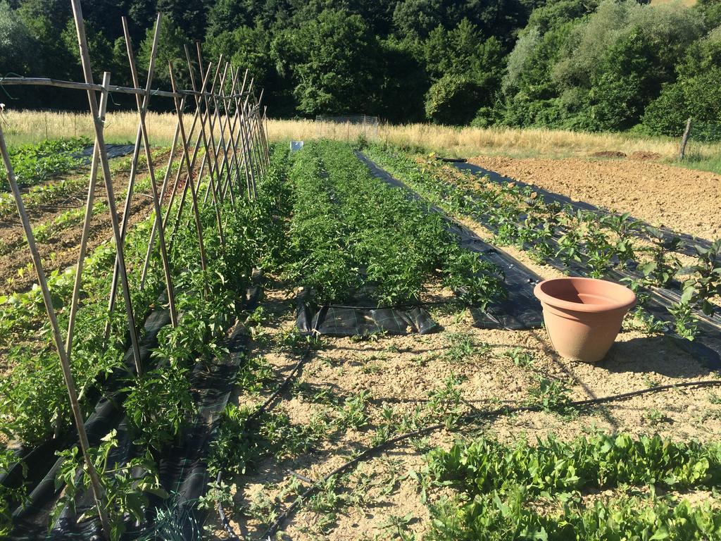 Agriturismo L'Oca Blu Ξενοδοχείο Γκούμπιο Εξωτερικό φωτογραφία