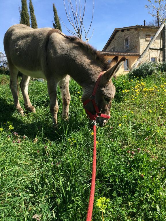 Agriturismo L'Oca Blu Ξενοδοχείο Γκούμπιο Εξωτερικό φωτογραφία